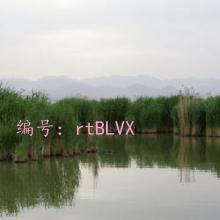 ʧ