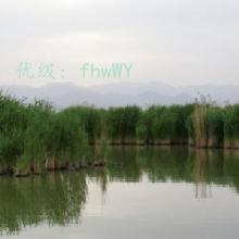 λ