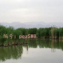 ̨