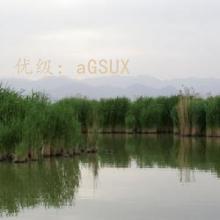 λ