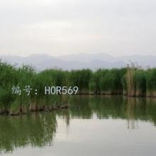 ۼ