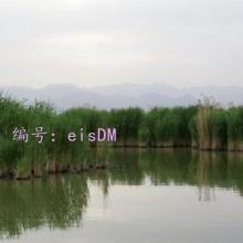 ʧ