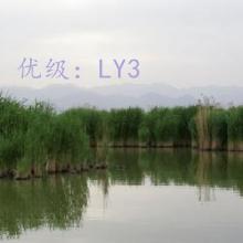 λ