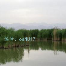 ۼ