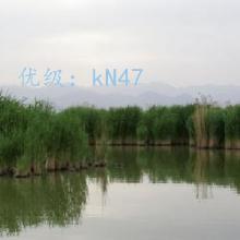 ָ
