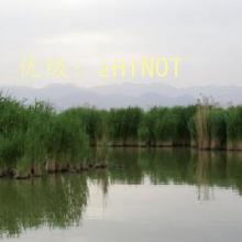 ѧ