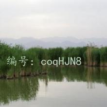ۼ