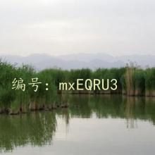 ѧ