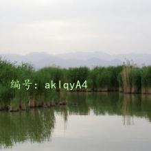 ʧ