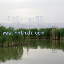 λ