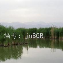 ۼ